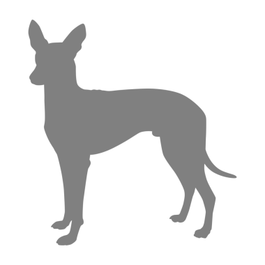 Köpek Silueti, Logo, Sanat İllüstrasyonu, Uygulamalar, Pictogram, Web Sitesi veya Grafik Tasarım Elemanı için kullanılabilir. PNG Biçimi