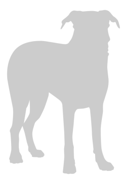 Köpek Silueti, Logo, Sanat İllüstrasyonu, Uygulamalar, Pictogram, Web Sitesi veya Grafik Tasarım Elemanı için kullanılabilir. PNG Biçimi