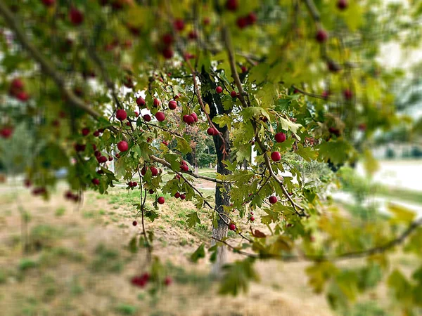 秋天布满山楂的树真是美丽极了 这些独特的浆果吸引了观赏者 — 图库照片
