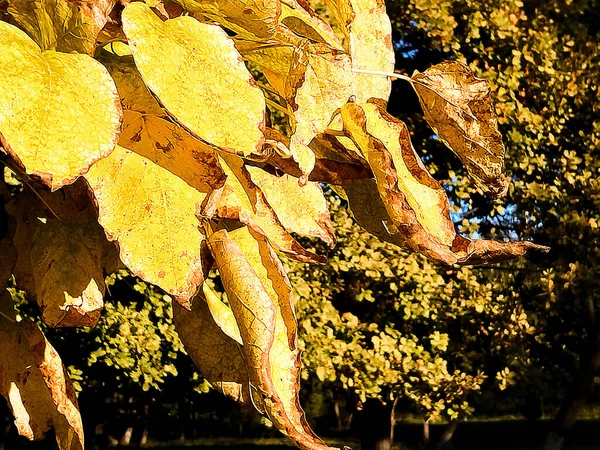 Altın Ekim yaprakları uçuşuyor