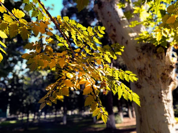 Ekim, uzun kış yoluna giden yoldur.