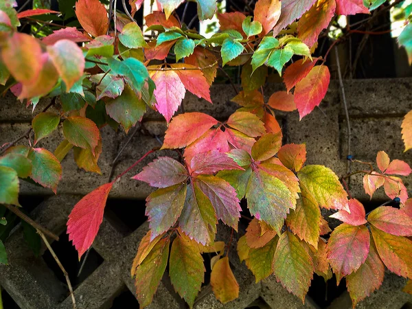 Renkli yapraklı bitki çekici görünüyor.