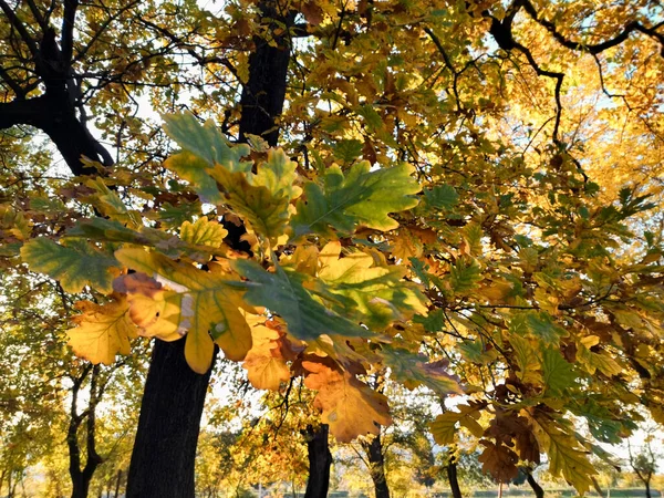Meşe birçok şiir ve hikayenin kahramanıdır.. 