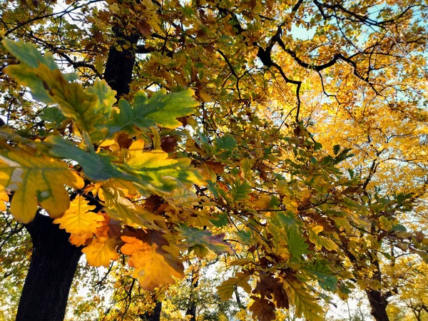 Meşe sıcacık ve güçlü bir ağaçtır. Sonbaharda bile zengin görünür.
