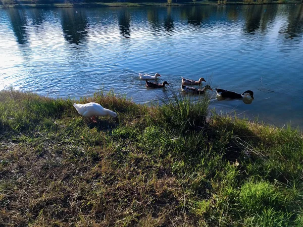 Gölün kıyısındaki akıllı ördekleri aradım ve geldiler.