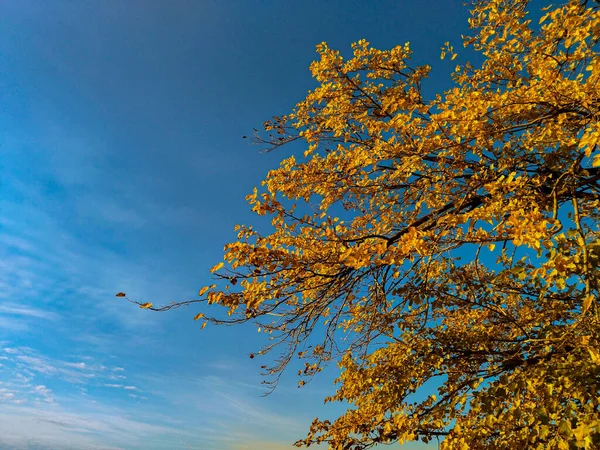 Güzel gökyüzü, sonbahar yaprakları ve sıcak bir gün