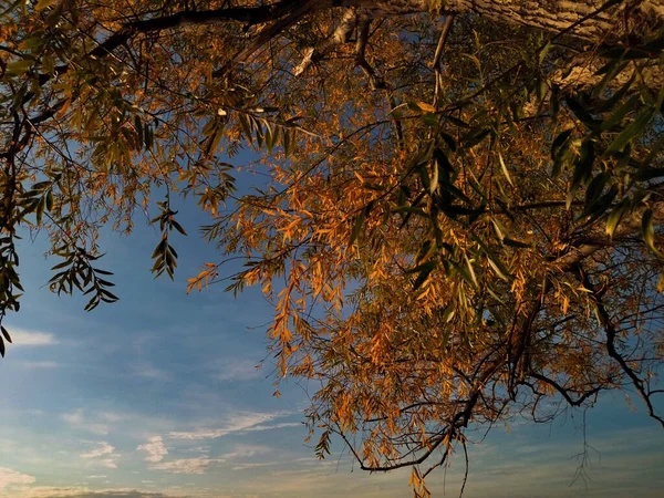 Sıcak bir sonbahar günü, yaprakların renkleri.
