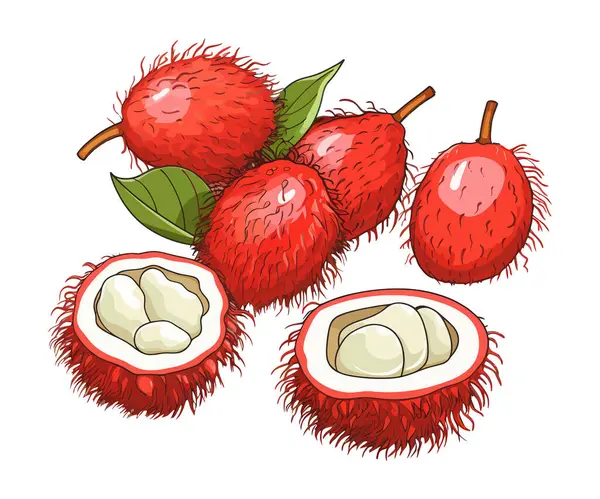 Frutta Rambutana Illustrazione Vettoriale Cartone Animato — Vettoriale Stock