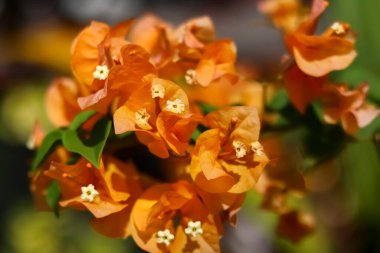 Bougainvillea Buttiana çiçekleri (kağıttan çiçekler) çiçek açmış. Evin ön süsü olarak çok güzel görünüyorlar..