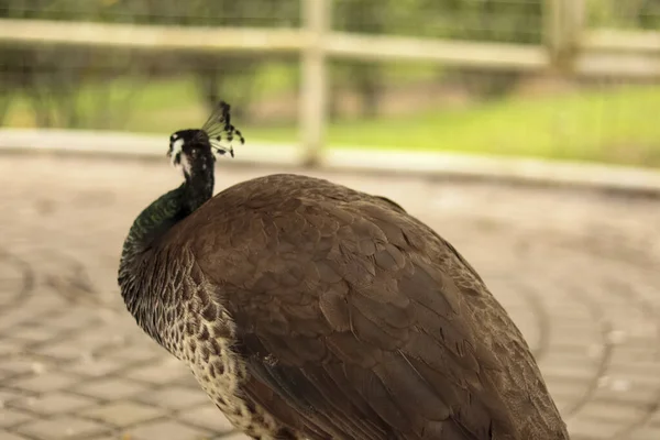 Close up shot of a beautiful female peacock.