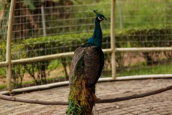 Close Shot Beautiful Male Peacock — Stock Photo, Image
