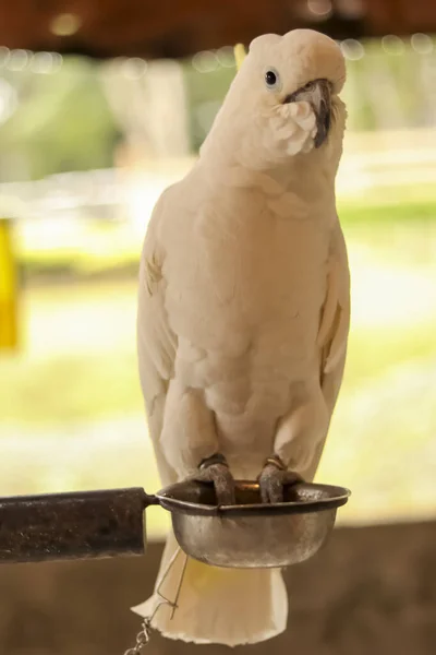 Zblízka Záběr Krásné Bílý Papoušek Sedí — Stock fotografie