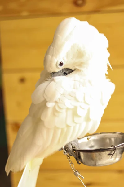 Крупный План Красивого Белого Попугая — стоковое фото