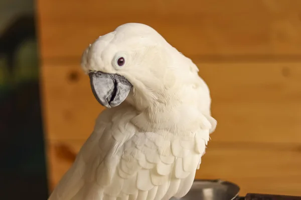 Крупный План Красивого Белого Попугая — стоковое фото