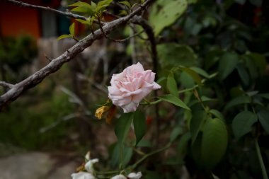 Ağaçta duran çok güzel beyaz bir gülü yakından çek..