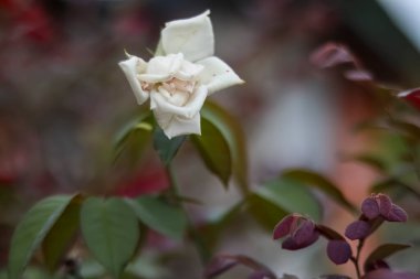 Ağaçta duran çok güzel beyaz bir gülü yakından çek..