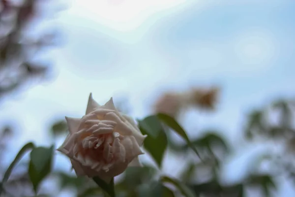 Közelkép Egy Gyönyörű Fehér Rózsáról Ami Még Mindig Fán Van — Stock Fotó