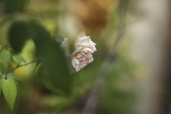 木にまだ残っている非常に美しい白いバラの写真を閉じます — ストック写真