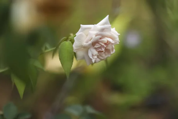 Zamknij Zdjęcie Bardzo Pięknej Białej Róży Która Nadal Jest Drzewie — Zdjęcie stockowe
