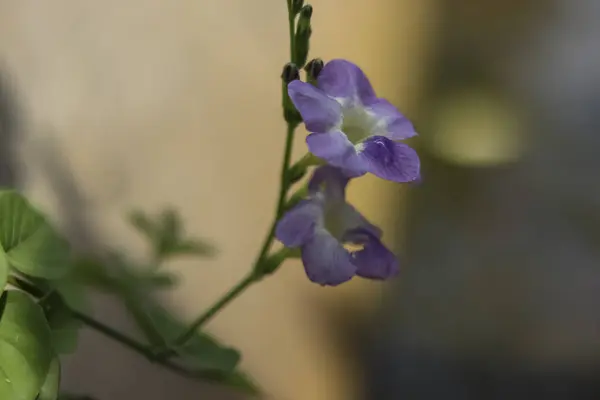 stock image Close up photo of the beautiful Asystasia gangetica (Israel Grass) flower with its purple blooming flowers.