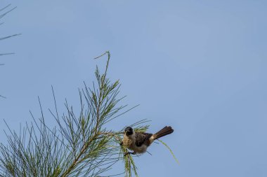Çam ağacının tepesindeki Sooty başlı bir bulbul, açık mavi bir gökyüzünün zeminine karşı güzel ince bulutlu..