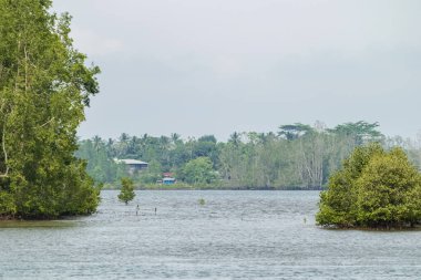 Muara Badak 'taki Panrita Lopi plajına giden ana yol olan mangrov ağaçlarıyla çevrili nehrin manzarası..
