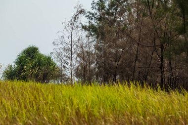 Panrita Lopi plajının sonu hala çimen ve ağaçlarla dolu..