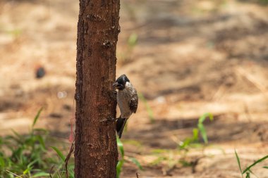 Çam ağacının tepesindeki Sooty başlı bir bulbul, açık mavi bir gökyüzünün zeminine karşı güzel ince bulutlu..