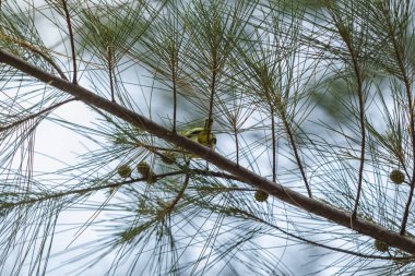 Bir Cipoh kacat kuşu (Aegithina tiphia bird) bir çam ağacının üzerinde güzel ince bulutlu açık mavi bir gökyüzünün zeminine karşı.
