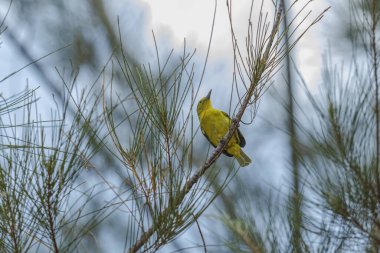 Bir Cipoh kacat kuşu (Aegithina tiphia bird) bir çam ağacının üzerinde güzel ince bulutlu açık mavi bir gökyüzünün zeminine karşı.