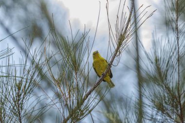 Bir Cipoh kacat kuşu (Aegithina tiphia bird) bir çam ağacının üzerinde güzel ince bulutlu açık mavi bir gökyüzünün zeminine karşı.