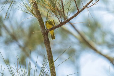 Bir Cipoh kacat kuşu (Aegithina tiphia bird) bir çam ağacının üzerinde güzel ince bulutlu açık mavi bir gökyüzünün zeminine karşı.