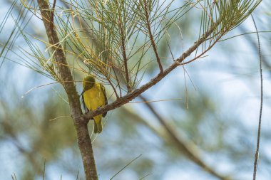 Bir Cipoh kacat kuşu (Aegithina tiphia bird) bir çam ağacının üzerinde güzel ince bulutlu açık mavi bir gökyüzünün zeminine karşı.