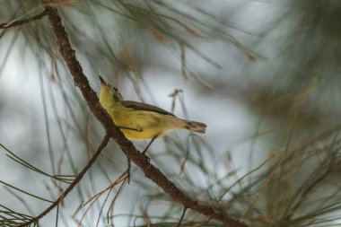 Çubuklu bir Prinia kuşu (Cisticolidae kuşu) bir çam ağacının üzerinde güzel ince bulutlu açık mavi bir gökyüzünün zeminine karşı.