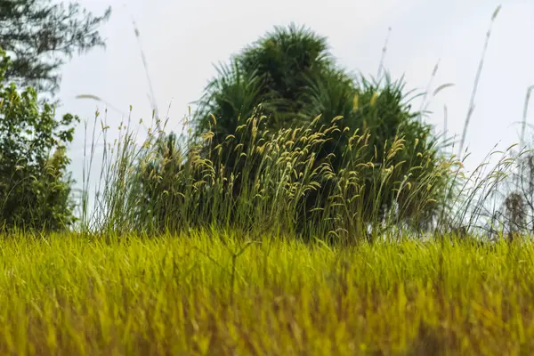 stock image View of the end of Panrita Lopi beach which is still lush with grass and trees.