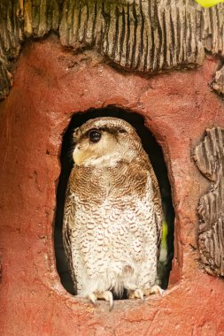 Yuvasında bir baykuş vurularak avına bakıyor..