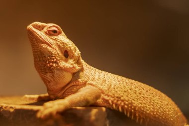 Duvar kâğıdı, hayvan eğitimi, resim düzenleme materyali gibi kullanıma uygun havalı bir bokeh arka plana sahip Sakallı Ejderha 'nın vesikalığı..