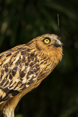 Duvar kağıdı, hayvan eğitimi, resim düzenleme materyali gibi çok havalı bir arka planı olan bir baykuşun kafa görüntüsü..