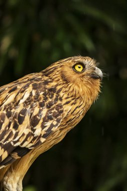 Duvar kağıdı, hayvan eğitimi, resim düzenleme materyali gibi çok havalı bir arka planı olan bir baykuşun kafa görüntüsü..