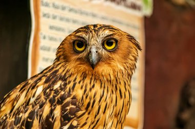 Duvar kağıdı, hayvan eğitimi, resim düzenleme materyali gibi çok havalı bir arka planı olan bir baykuşun kafa görüntüsü..