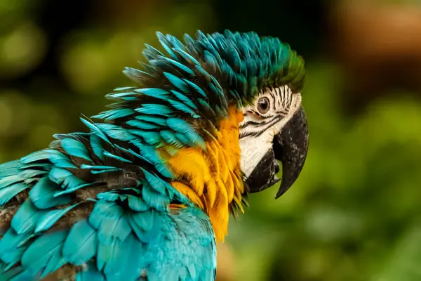 Headshot of a blue, green and yellow Macaw with a very cool bokeh background suitable for use as wallpaper, animal education, image editing material and so on.