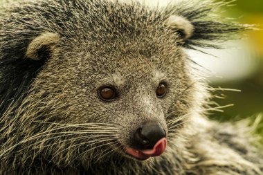 Duvar kağıdı, hayvan eğitimi, resim düzenleme materyali ve benzeri şeyler için uygun bir Binturong ya da Bearcat 'in çok havalı bir arka planı var..