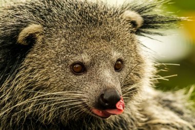 Duvar kağıdı, hayvan eğitimi, resim düzenleme materyali ve benzeri şeyler için uygun bir Binturong ya da Bearcat 'in çok havalı bir arka planı var..