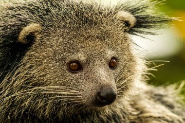 Duvar kağıdı, hayvan eğitimi, resim düzenleme materyali ve benzeri şeyler için uygun bir Binturong ya da Bearcat 'in çok havalı bir arka planı var..