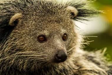 Duvar kağıdı, hayvan eğitimi, resim düzenleme materyali ve benzeri şeyler için uygun bir Binturong ya da Bearcat 'in çok havalı bir arka planı var..
