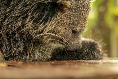 Duvar kağıdı, hayvan eğitimi, resim düzenleme materyali ve benzeri şeyler için uygun bir Binturong ya da Bearcat 'in çok havalı bir arka planı var..