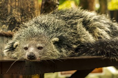 Duvar kağıdı, hayvan eğitimi, resim düzenleme materyali ve benzeri şeyler için uygun bir Binturong ya da Bearcat 'in çok havalı bir arka planı var..