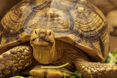Duvar kağıdı, hayvan eğitimi, resim düzenleme materyali gibi kullanıma uygun çok havalı bir bokeh arka plana sahip sulcata kaplumbağası fotoğrafı..