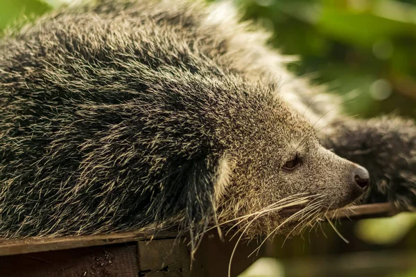 Duvar kağıdı, hayvan eğitimi, resim düzenleme materyali ve benzeri şeyler için uygun bir Binturong ya da Bearcat 'in çok havalı bir arka planı var..