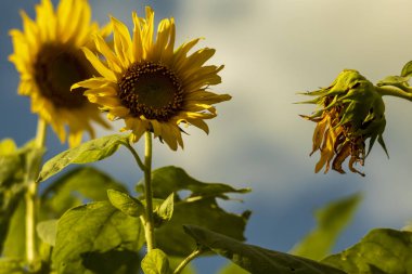 Güneşli bir yaz gününde, ayçiçeği tarlasında yetişen mavi gökyüzü ve bulutların yakın görüntüsü..